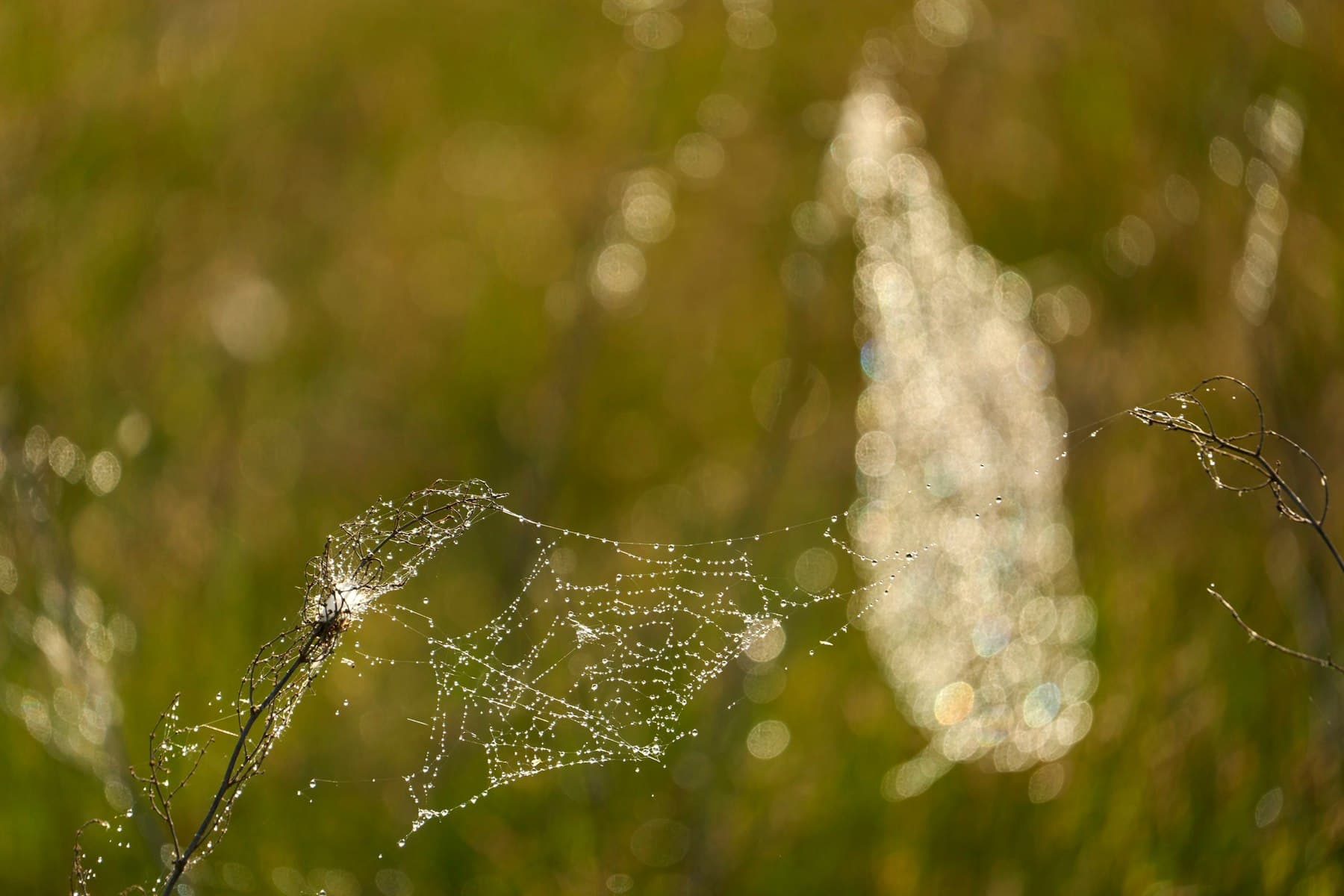 Telaraña con gotas de rocío iluminada por luz cálida, red de hilos en tensión